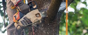 Best Fruit Tree Pruning  in El Monte, CA