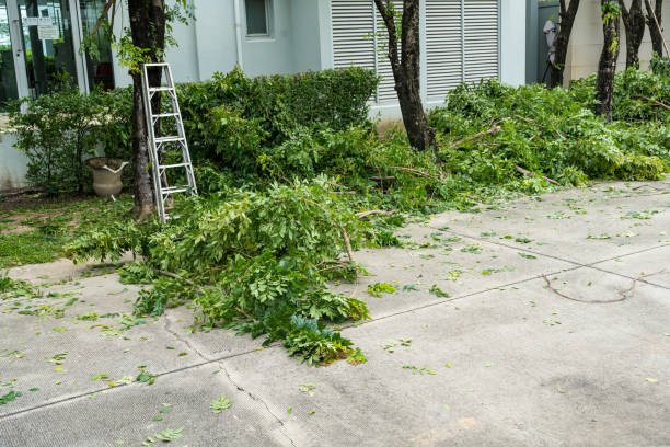 Best Palm Tree Trimming  in El Monte, CA